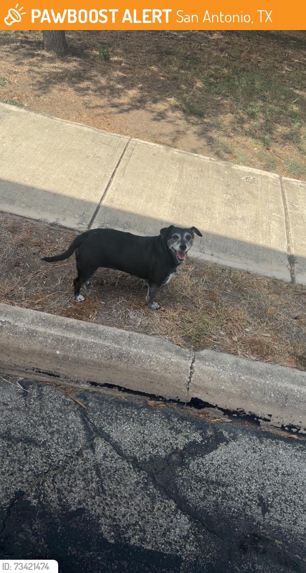 Found/Stray Unknown Dog last seen Course View Dr and seven iron way, San Antonio, TX 78221