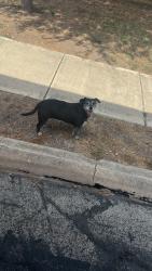 Found/Stray Unknown Dog last seen Course View Dr and seven iron way, San Antonio, TX 78221