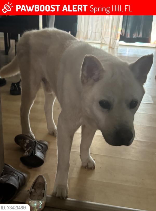 Lost Male Dog last seen Bayside ct, Spring Hill, FL 34608