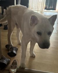 Lost Male Dog last seen Bayside ct, Spring Hill, FL 34608