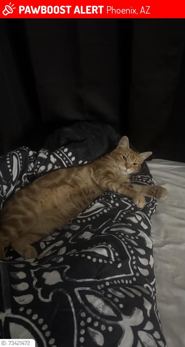 Lost Female Cat last seen E Hatcher Rd and North 14th Street, Phoenix, AZ 85020