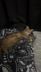 Lost Female Cat last seen E Hatcher Rd and North 14th Street, Phoenix, AZ 85020