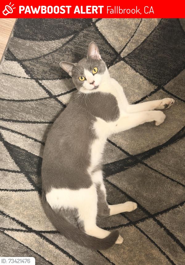 Lost Male Cat last seen Fallbrook, Fallbrook, CA 92028
