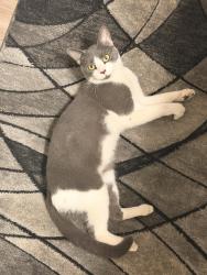 Lost Male Cat last seen Fallbrook, Fallbrook, CA 92028