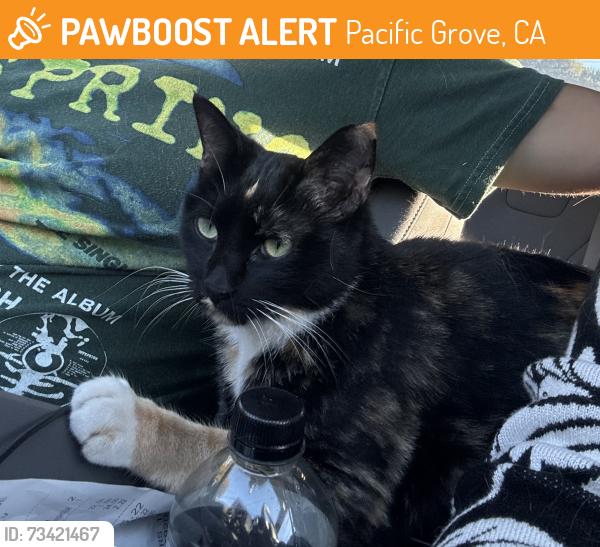 Found/Stray Unknown Cat last seen Right next to St. Angela’s medici, Pacific Grove, CA 93950