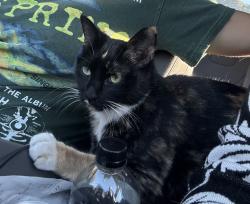 Found/Stray Unknown Cat last seen Right next to St. Angela’s medici, Pacific Grove, CA 93950