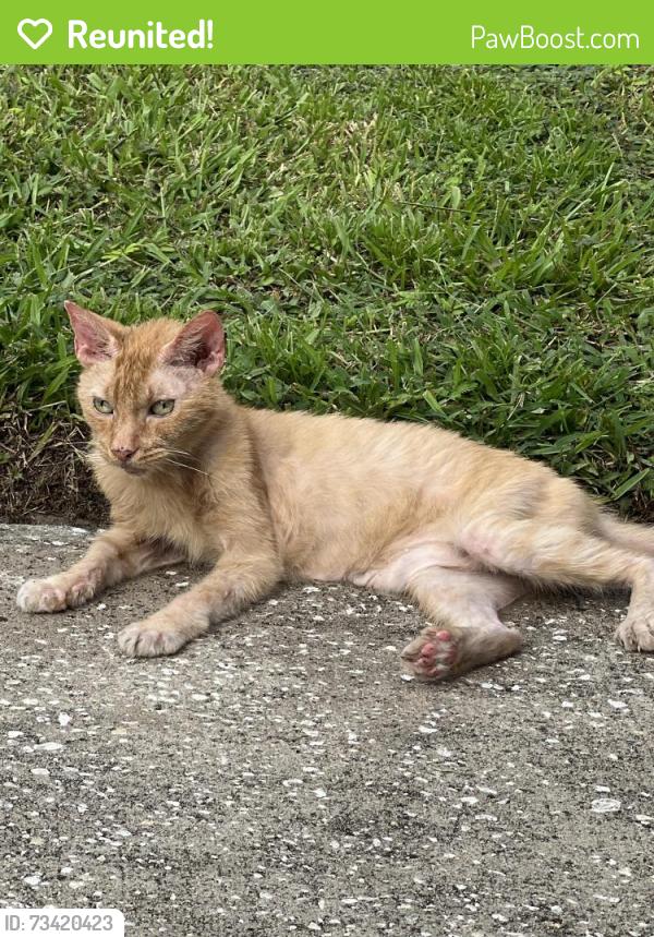 Reunited Unknown Cat last seen Treehaven dr. Just of Newmark, Deltona, Deltona, FL 32738