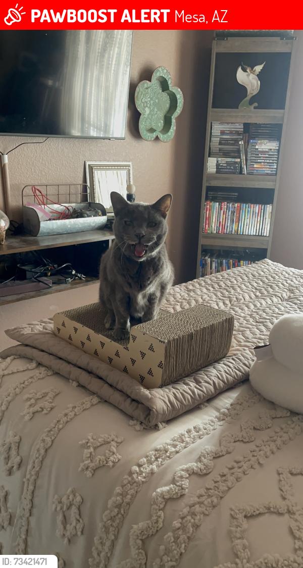 Lost Female Cat last seen Brown Road and Raven, Mesa, AZ 85207