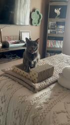 Lost Female Cat last seen Brown Road and Raven, Mesa, AZ 85207