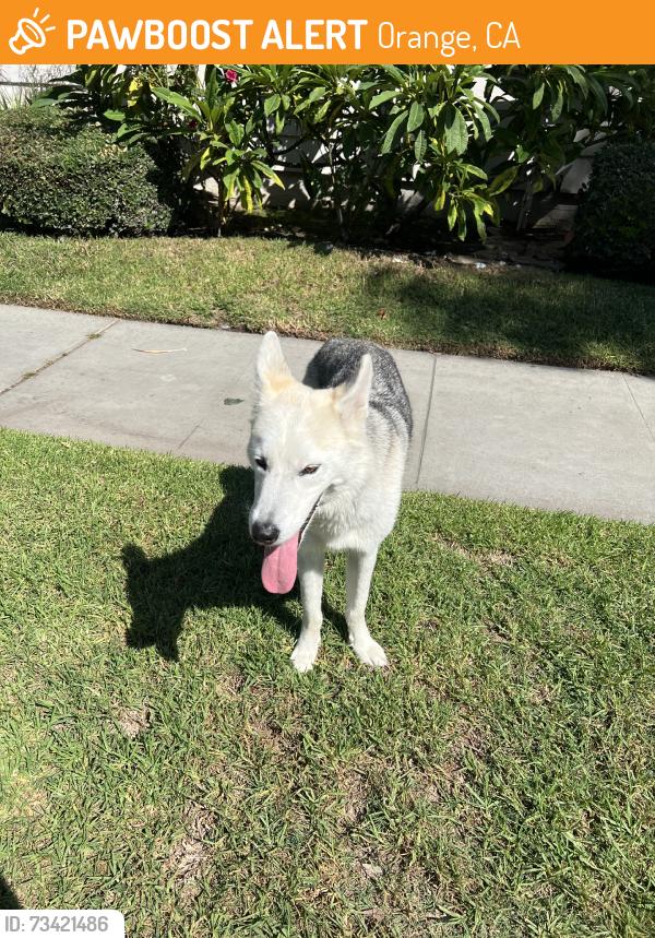Found/Stray Male Dog last seen holly st and maple, Orange, CA 92868