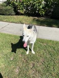 Found/Stray Male Dog last seen holly st and maple, Orange, CA 92868