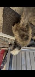 Lost Male Dog last seen Lemon ave, Townsite Dr, E Vista Way, Vista, CA 92084