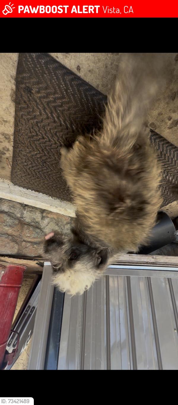 Lost Male Dog last seen Lemon ave, Townsite Dr, E Vista Way, Vista, CA 92084