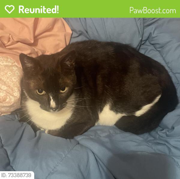 Reunited Male Cat last seen Madrid Street & Peru Avenue, San Francisco, CA 94112