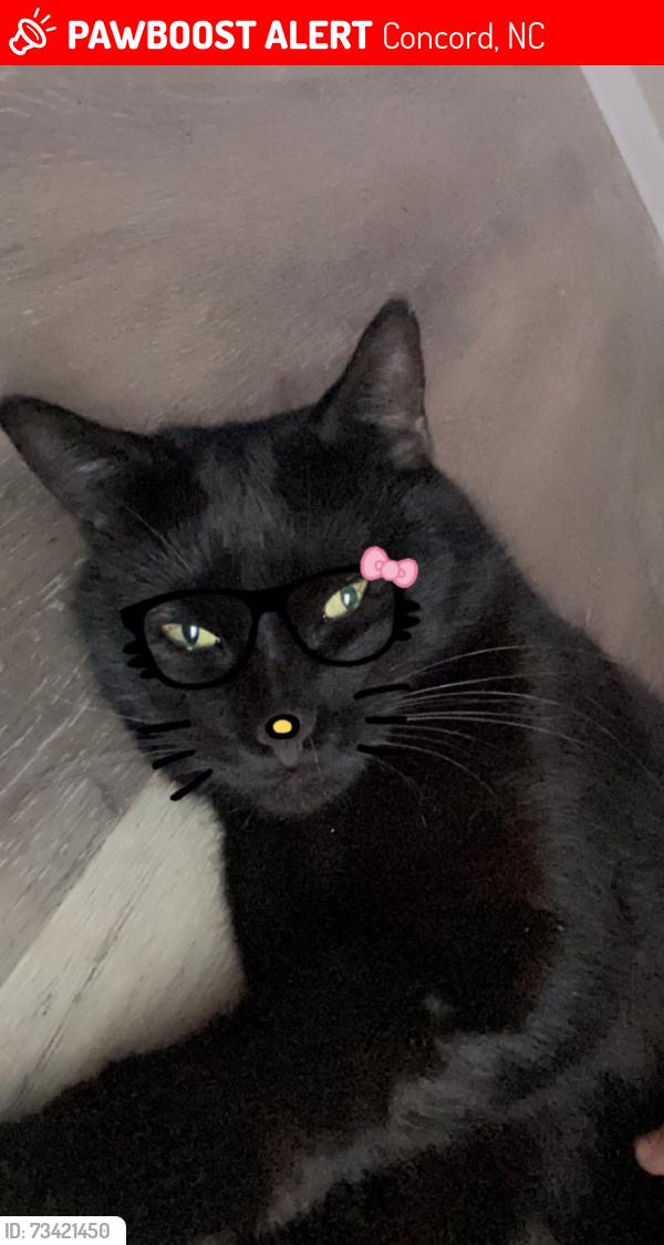 Lost Female Cat last seen Wilder rd street concord, Concord, NC 28025