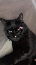 Lost Female Cat last seen Wilder rd street concord, Concord, NC 28025