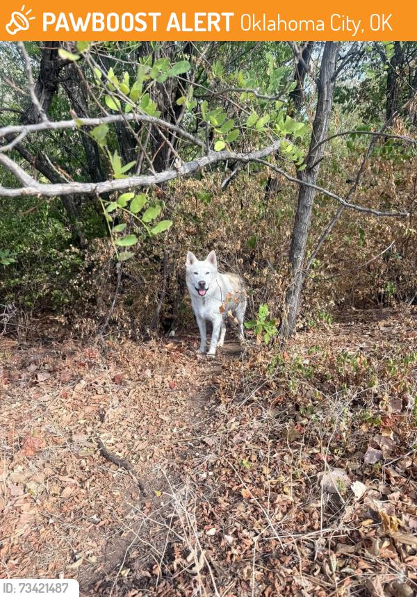 Found/Stray Male Dog last seen 50th and meridian, Oklahoma City, OK 73112