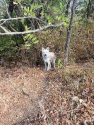 Found/Stray Male Dog last seen 50th and meridian, Oklahoma City, OK 73112