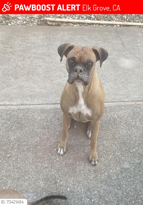 Lost Male Dog last seen Laguna blvd & Laguna park drive, Elk Grove, CA 95758