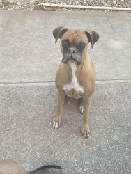 Lost Male Dog last seen Laguna blvd & Laguna park drive, Elk Grove, CA 95758