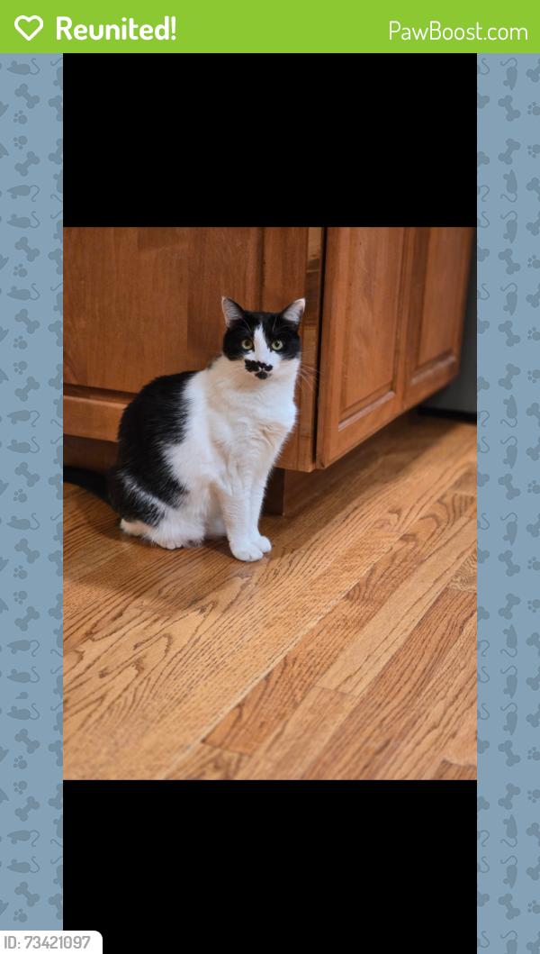 Reunited Female Cat last seen Shetland and Alhambra, Pleasant Hill, CA, Pleasant Hill, CA 94523