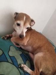 Lost Male Dog last seen Calle oaxaca y Av. Quintana Roo, Tultitlán de Mariano Escobedo, Méx. 