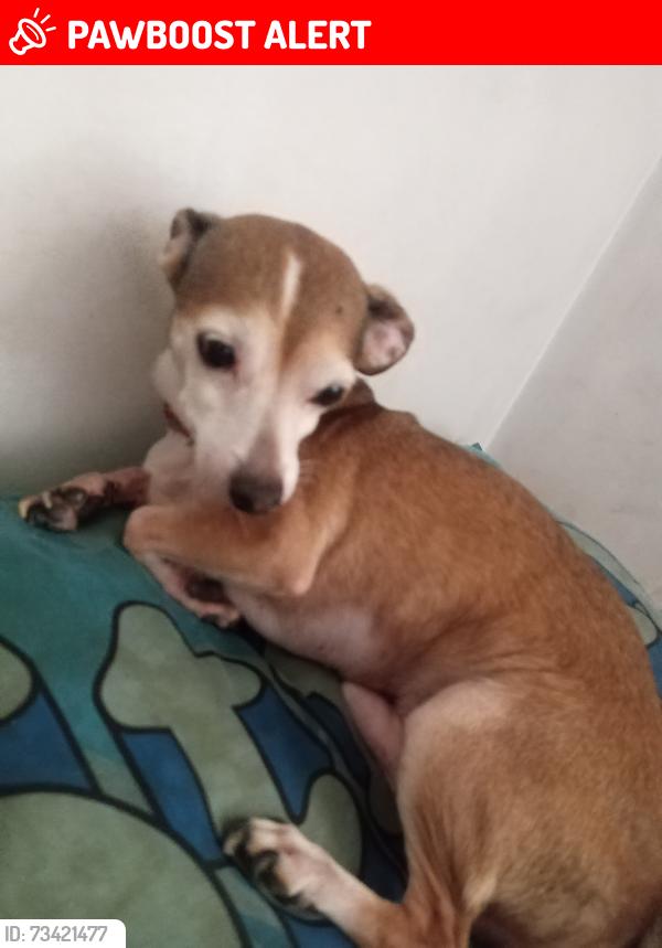 Lost Male Dog last seen Calle oaxaca y Av. Quintana Roo, Tultitlán de Mariano Escobedo, Méx. 