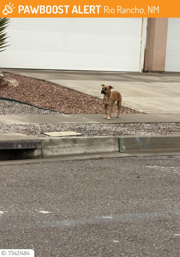 Found/Stray Female Dog last seen Deer trail loop and Colorado mountain rd., Rio Rancho, NM 87124