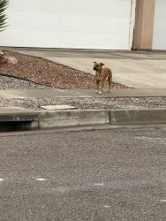 Found/Stray Female Dog last seen Deer trail loop and Colorado mountain rd., Rio Rancho, NM 87124