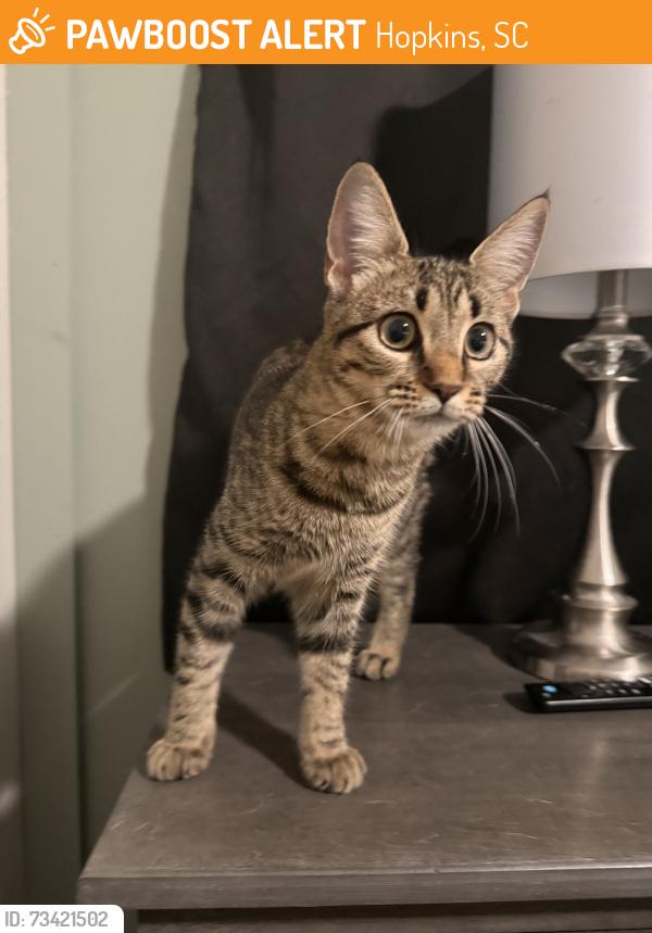 Found/Stray Female Cat last seen Leesburg and trotter, pine lakes neighborhood, Hopkins, SC 29061