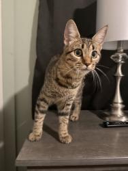 Found/Stray Female Cat last seen Leesburg and trotter, pine lakes neighborhood, Hopkins, SC 29061