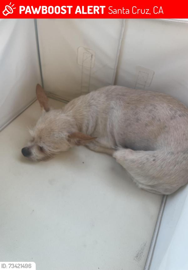 Lost Female Dog last seen 17th Ave, Santa Cruz, CA 95062