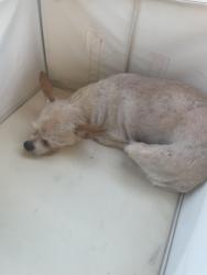 Lost Female Dog last seen 17th Ave, Santa Cruz, CA 95062