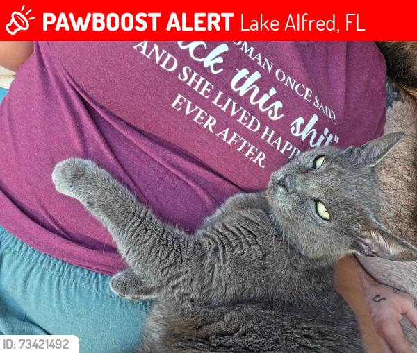 Lost Female Cat last seen Lake Cummings ests, Lake Alfred, FL 33850