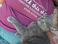 Lost Female Cat last seen Lake Cummings ests, Lake Alfred, FL 33850