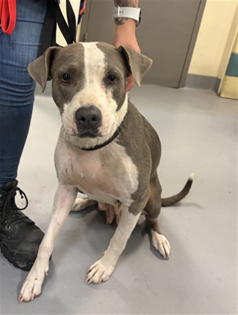Shelter Stray Female Dog last seen Near BLOCK SWEET WATER LN, HOMELAND, CA, 581 S Grand Ave, San Jacinto, CA 92582, USA