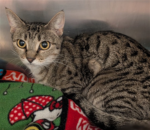 Shelter Stray Female Cat last seen Near BLOCK MERCED WAY, HEMET CITY, 581 S Grand Ave, San Jacinto, CA 92582, USA