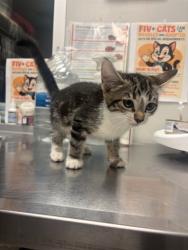 Shelter Stray Female Cat last seen Near BLOCK STETSON AVE, HEMET, CA 92544, 581 S Grand Ave, San Jacinto, CA 92582, USA