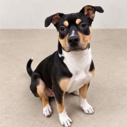 Shelter Stray Female Dog last seen , 38550 Sierra Hwy, Palmdale, CA 93550, USA