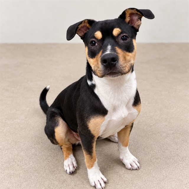 Shelter Stray Female Dog last seen , 38550 Sierra Hwy, Palmdale, CA 93550, USA