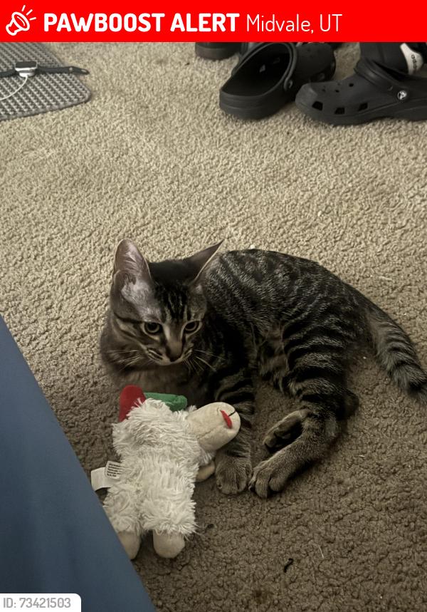 Lost Male Cat last seen Near w, Midvale, UT 84047