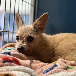 Shelter Stray Female Dog last seen , 600 Aviation Dr, Camarillo, CA 93010, USA