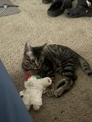 Lost Male Cat last seen Near w, Midvale, UT 84047