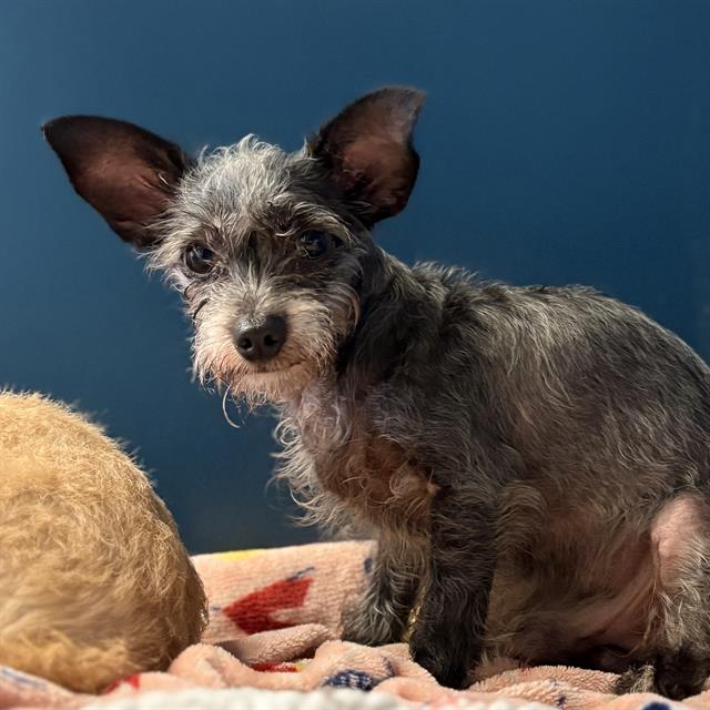 Shelter Stray Male Dog last seen , 600 Aviation Dr, Camarillo, CA 93010, USA