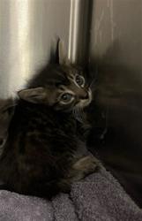 Shelter Stray Unknown Cat last seen , 14409 Vanowen St, Van Nuys, CA 91405, USA