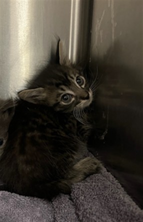 Shelter Stray Unknown Cat last seen , 14409 Vanowen St, Van Nuys, CA 91405, USA