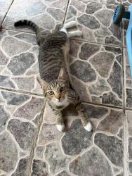 Found/Stray Unknown Cat last seen Near, Margate, FL 33063