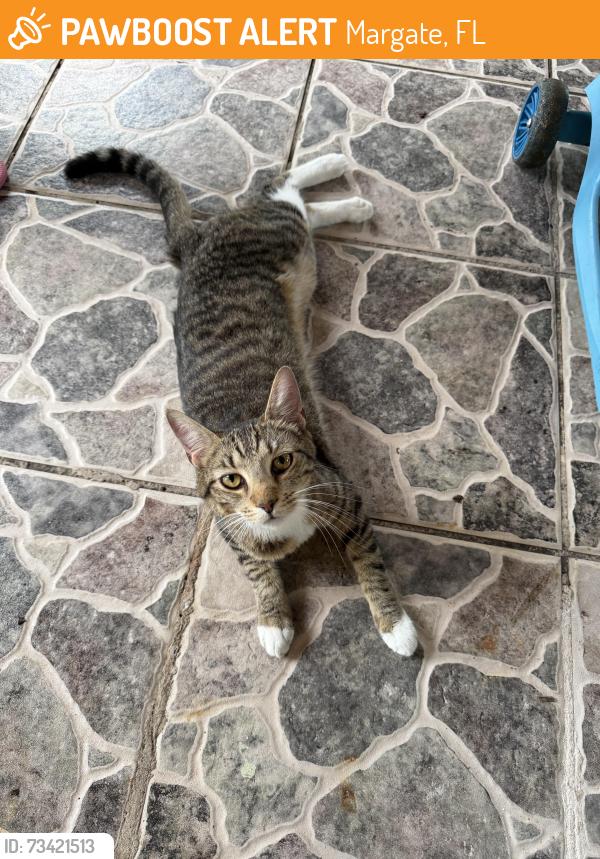 Found/Stray Unknown Cat last seen Near, Margate, FL 33063