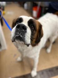 Shelter Stray Female Dog last seen Near BLOCK OF SALOT AVE, 130 Beyer Way, Chula Vista, CA 91911, USA