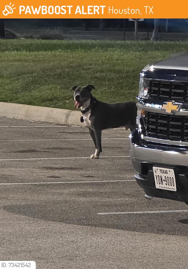 Found/Stray Male Dog last seen Joe V's on fuqua and beltway, Houston, TX 77085